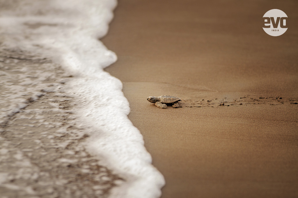 Baby steps: With the Renault Kwid at Velas beach Baby steps: With the Renault Kwid at Velas beach