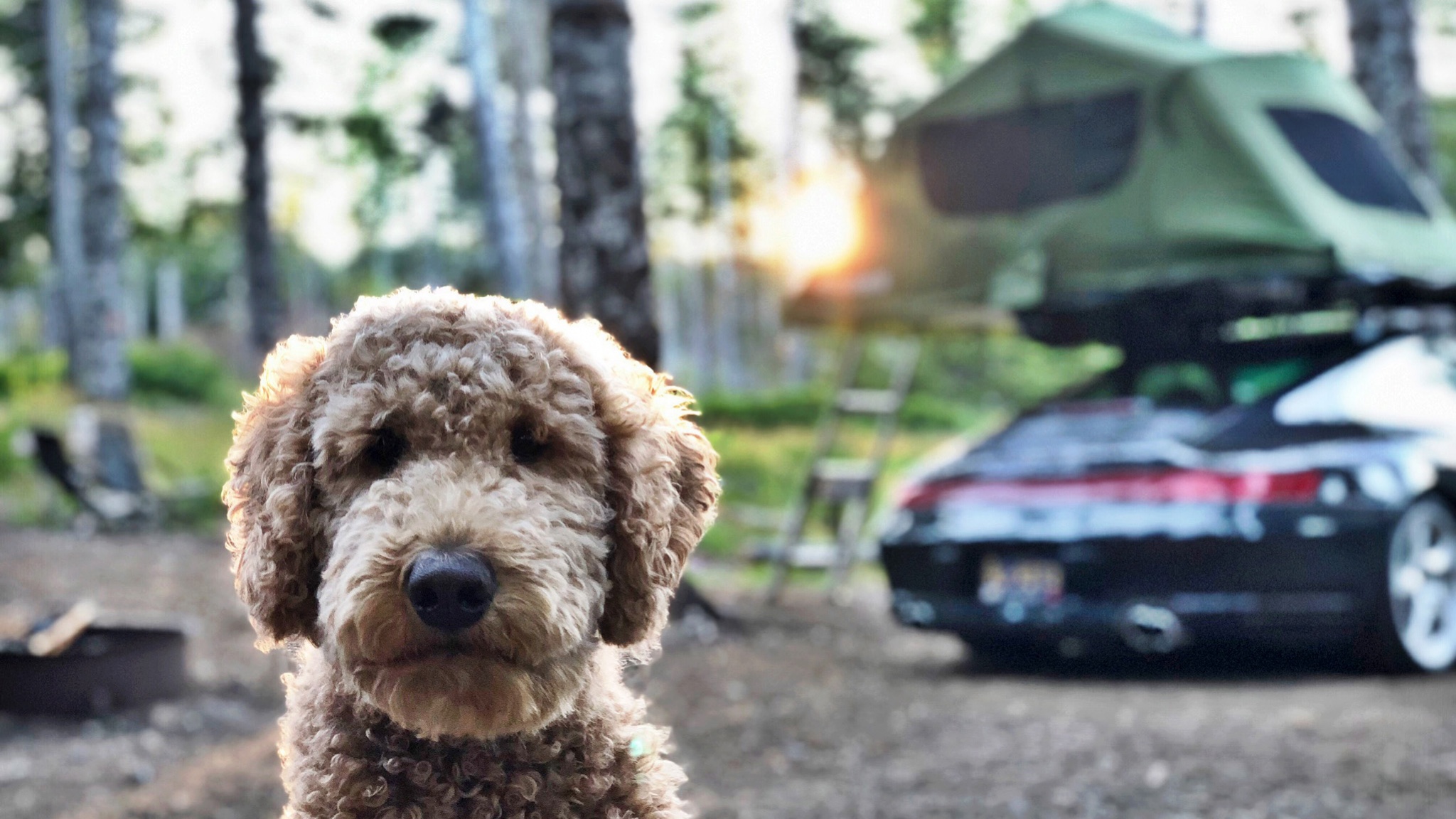 5 tips to make your road trips with your dogs better! 5 tips to make your road trips with your dogs better!