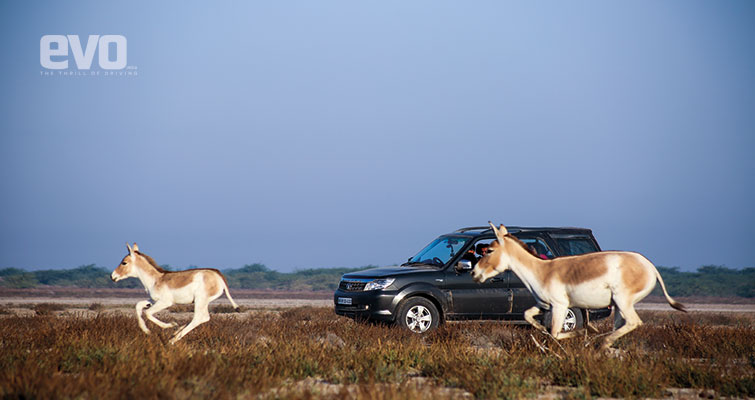 Driving the Tata Safari Storme to Rann of Kutch Driving the Tata Safari Storme to Rann of Kutch